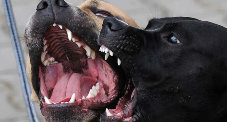Ataque de perros, foto genérica. Foto: EFE