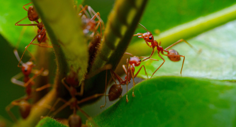 La hormiga roja de fuego. Foto: Unsplash.