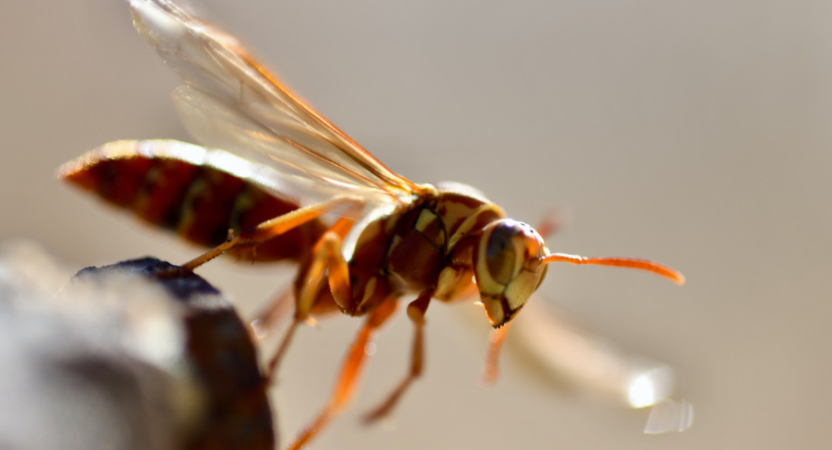 Los himenópteros son un orden de más de 125 000 especies de insectos. Unsplash.