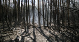 Récord de incendios forestales. Foto: EFE.