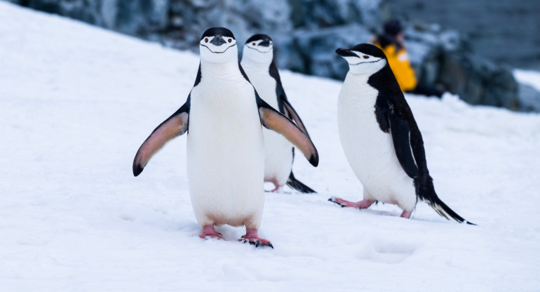 Pingüinos, Antártida. Unsplash.