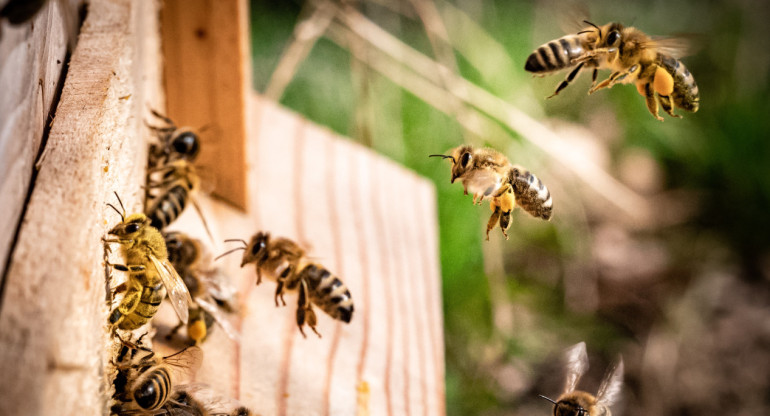 Las abejas proporcionan alimentos de alta calidad. Unsplash.