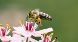 ¿Por qué las abejas son esenciales para el ecosistema?. Unsplash.