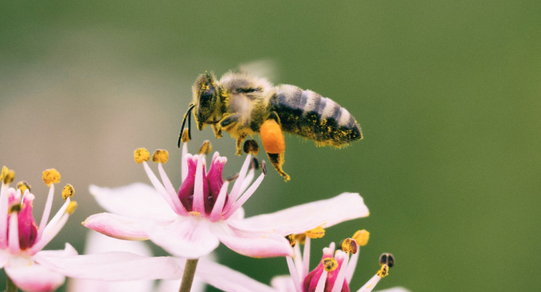 ¿Por qué las abejas son esenciales para el ecosistema?. Unsplash.