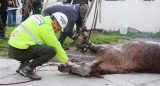 Yegua rescatada en Mar del Plata. Foto: NA.