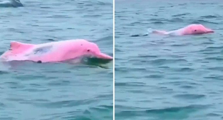 Avistamiento de delfines rosas.