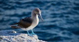 Investigan la presencia de aves enfermas en las islas Galápagos y alertan por posible brote de gripe aviar. Unsplash.