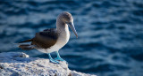 Investigan la presencia de aves enfermas en las islas Galápagos y alertan por posible brote de gripe aviar. Unsplash.