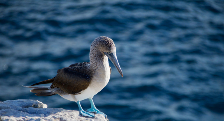 Investigan la presencia de aves enfermas en las islas Galápagos y alertan por posible brote de gripe aviar. Unsplash.