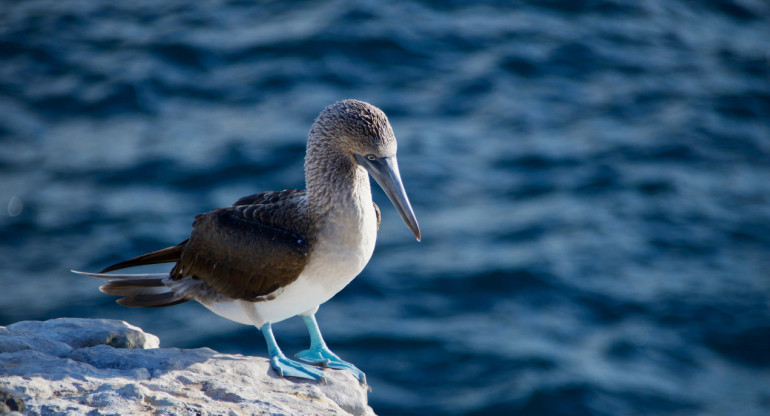 Investigan la presencia de aves enfermas en las islas Galápagos y alertan por posible brote de gripe aviar. Unsplash.