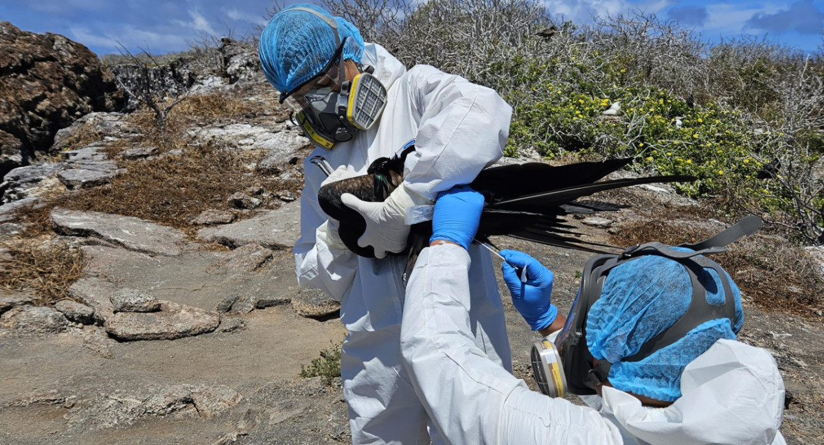 Ecuador reportó gripe aviar en las Islas Galápagos. Foto: EFE