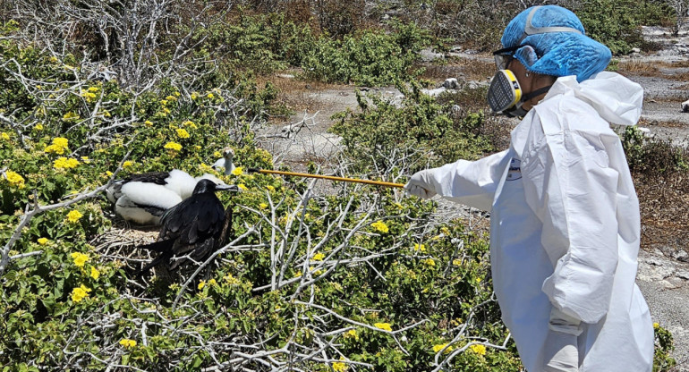 Ecuador reportó gripe aviar en las Islas Galápagos. Foto: EFE