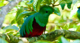 Quetzal. Foto: Unsplash.