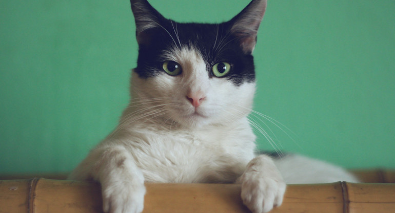 El secreto que puede evitar que un gato rasguñe los muebles del hogar. Foto: Unsplash