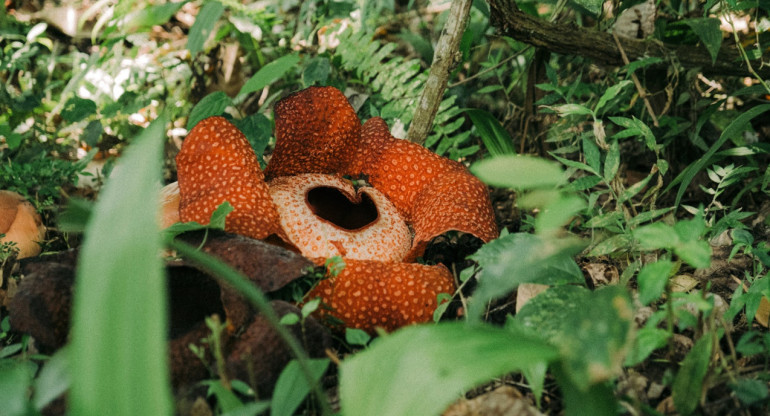 Flor Rafflesia en peligro de extinción. Foto: Unsplash