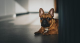 Un bulldog fue culpable de una mala experiencia aérea por sus flatulencias. Foto: Unsplash.