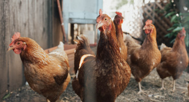 Gallinas. Foto: Unsplash