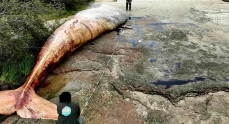 El cetáceo pesaba 20 toneladas. Foto: NA