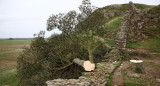 They cut down the historic Robin Hood Tree, one of the most famous trees in England