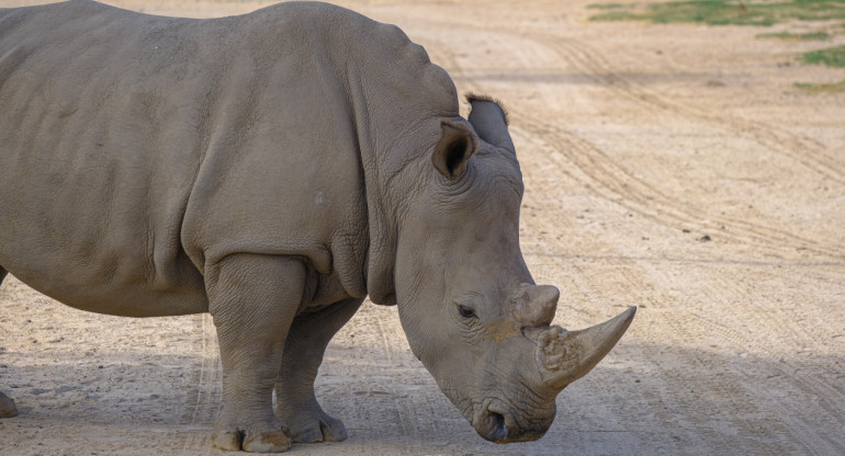 El rinoceronte blanco del norte está tan solo a dos hembras de su extinción. Unsplash,