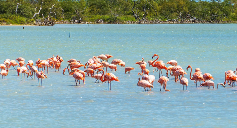 Liberaron flamencos rosados. Foto: EFE.