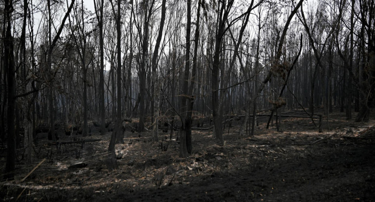 Árboles quemados en el lugar del incendio cerca de Barraga Bay, Nueva Gales del Sur. Foto: EFE.