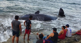 Encontraron muerta una ballena jorobada en México. Foto: EFE.