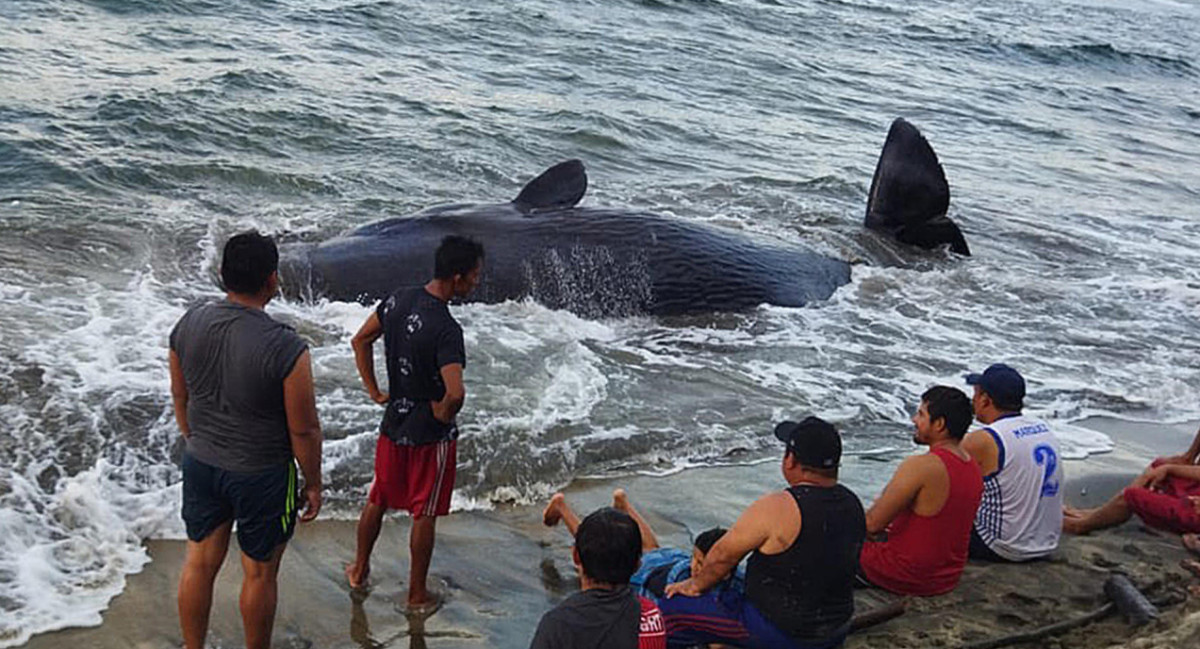 Encontraron muerta una ballena jorobada en México. Foto: EFE.