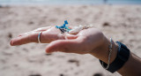 Microplásticos recogidos durante una jornada de limpieza en la Isla de Pascua. EFE.