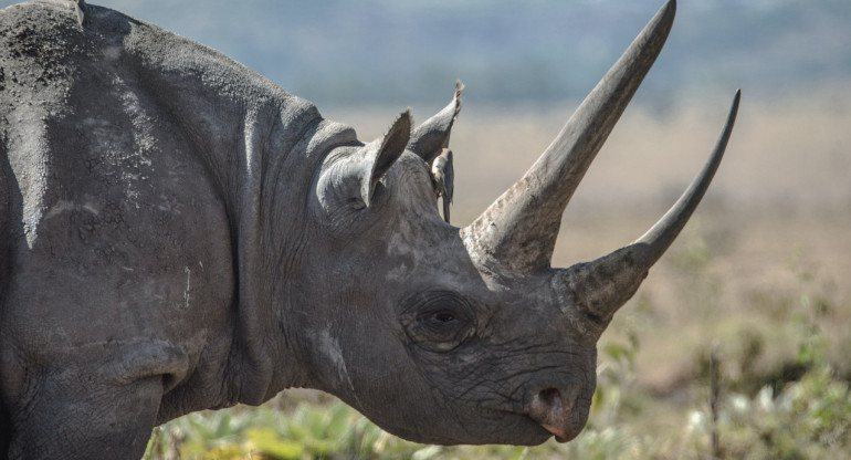 Rinocerontes en peligro. Foto: Unsplash