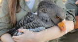 Las aves se encargan de los pequeños brotes y de dejar el viñedo limpio de vegetación. EFE.