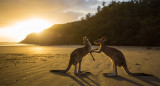 Canguros, Australia. Unsplash.