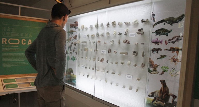 Los restos encontrados corresponden al marsupial carnívoro "dientes de sable". Foto: Museo de Historia Natural La Tatacoa.