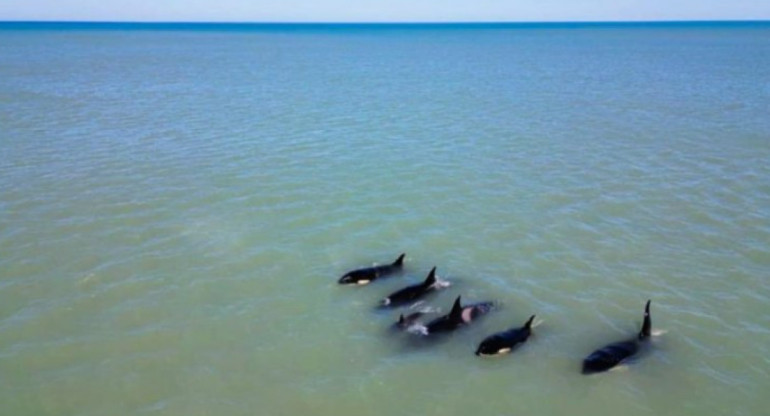 Video de ballenas se hizo viral en Necochea. Foto captura.