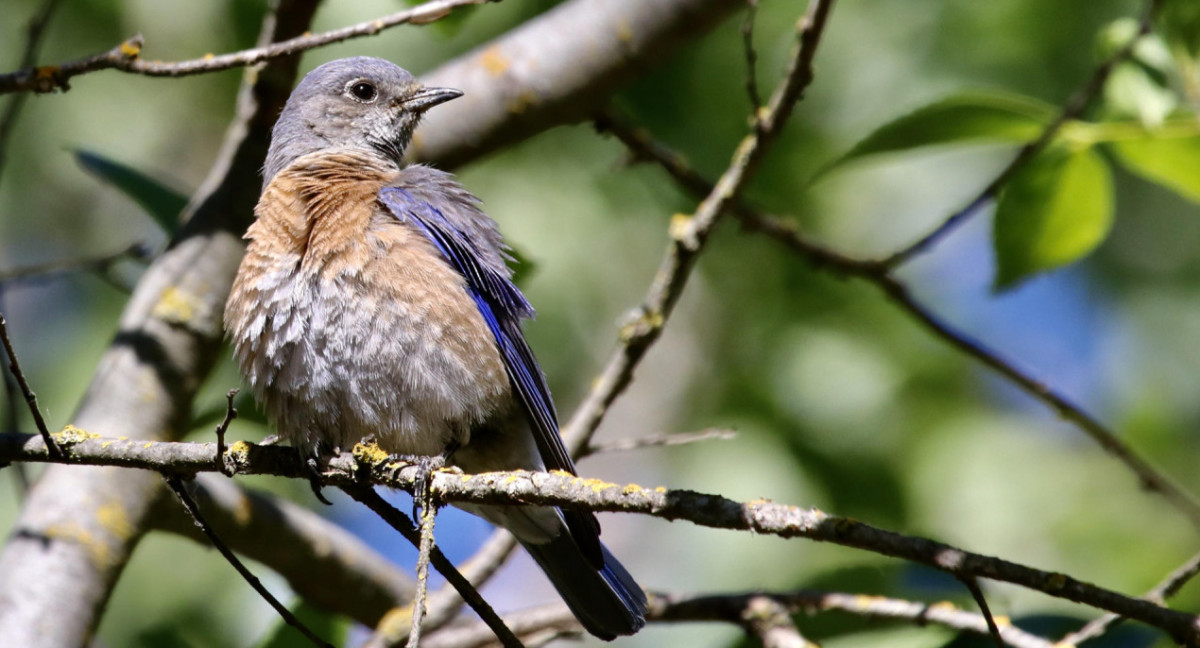 Un pájaro azul occidental posando en la rama de un árbol. Foto EFE.