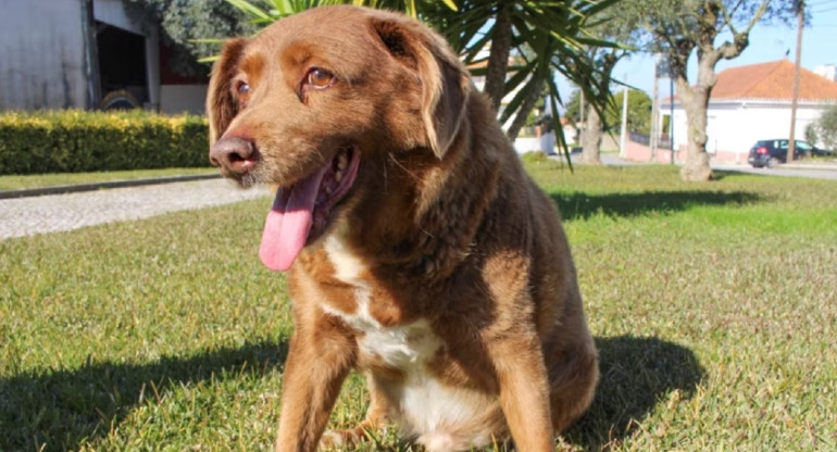 Bobi, el perro más longevo del mundo, muere en Portugal a los 31 años de edad. REUTERS
