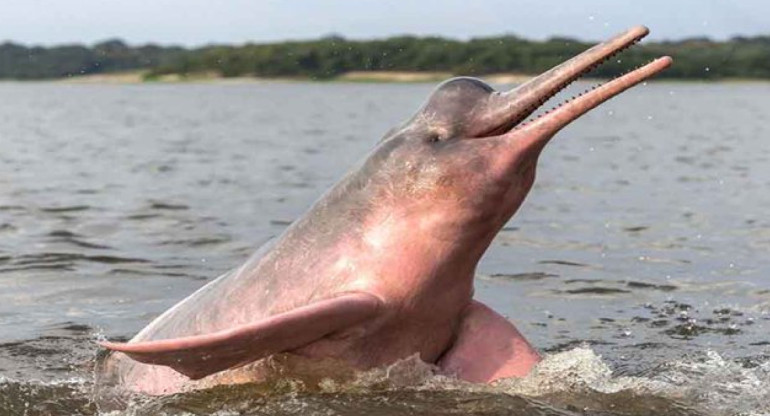 Delfín rosado. Foto Twitter @aizquierdo777.