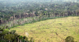 La deforestación mundial aumentó un 4%, según un informe. Foto: EFE.