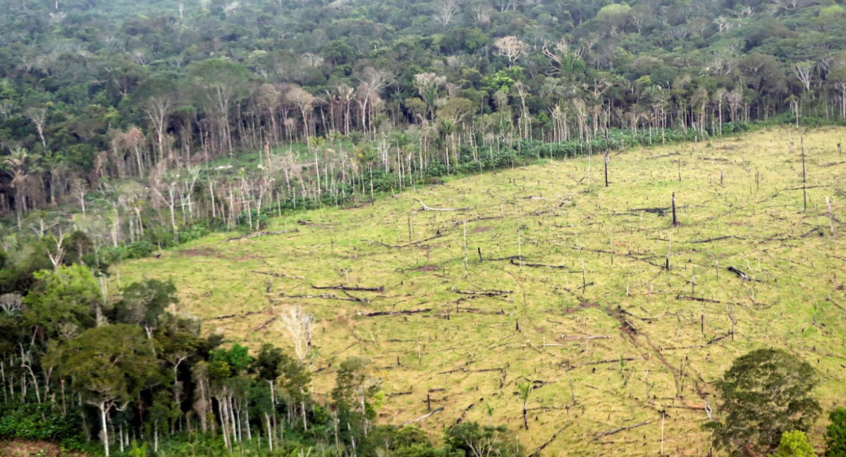 La deforestación mundial aumentó un 4%, según un informe. Foto: EFE.