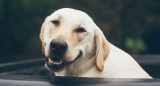 Las expresiones faciales de los perros no son similares a las de los humanos. Foto: Unsplash.