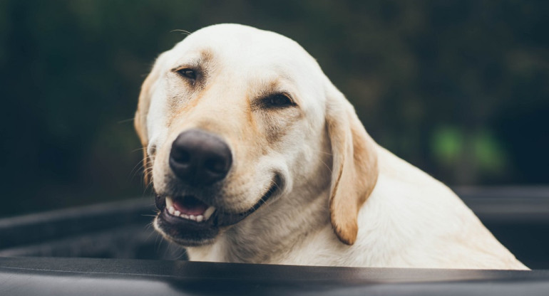 Las expresiones faciales de los perros no son similares a las de los humanos. Foto: Unsplash.