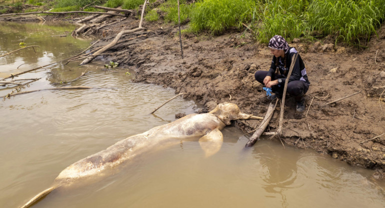 Delfines de río, en peligro de extinción. Foto: EFE