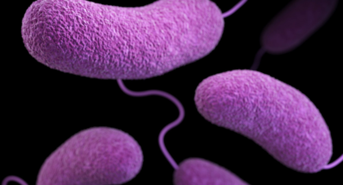 Alerta por el aumento de casos de bacterias carnívoras. Foto: Unsplash