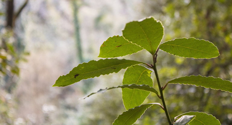 Los beneficios del laurel. Foto: Unsplash