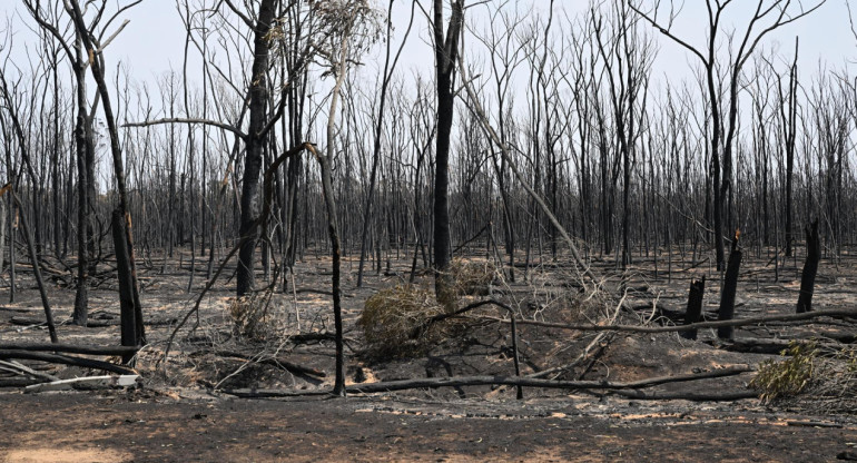 Incendios forestales en Australia. Foto: EFE.