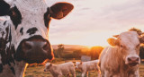 Vacas. Foto Unsplash.