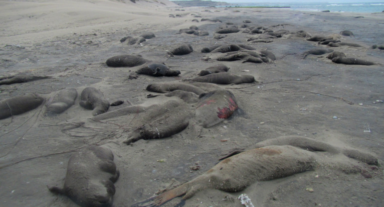 Lobos marinos fallecidos en las costas de Puerto Madryn. Foto: NA.