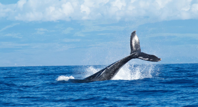 Un hombre fue chocado por una ballena jorobada. Foto: Unsplash