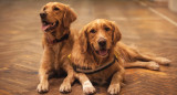 Golden retrievers. Foto: Unsplash