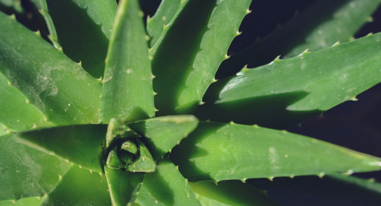 Aloe vera. Foto: Unsplash.